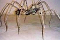 aragne